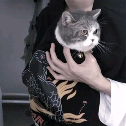 不宁穿越回鱼