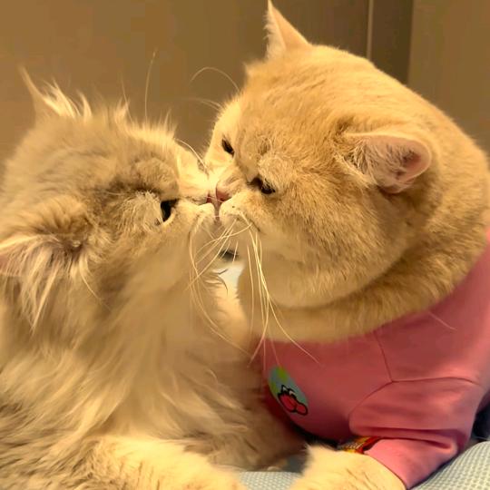 猫狗不如得猪