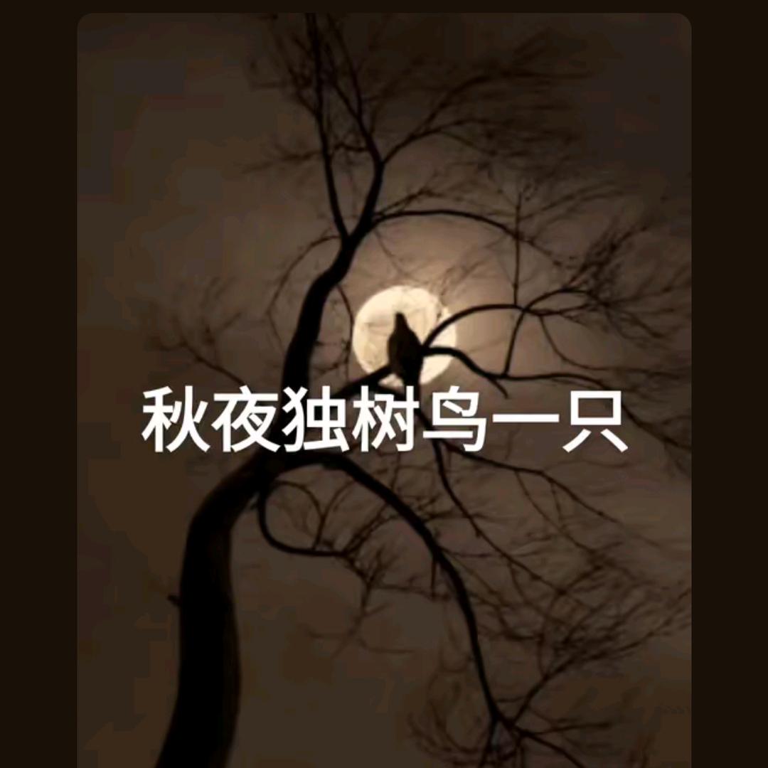 北风夜吹