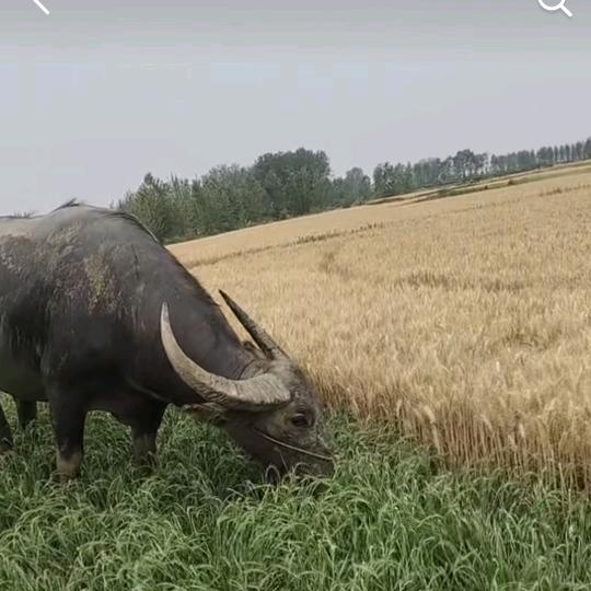 男儿当自强