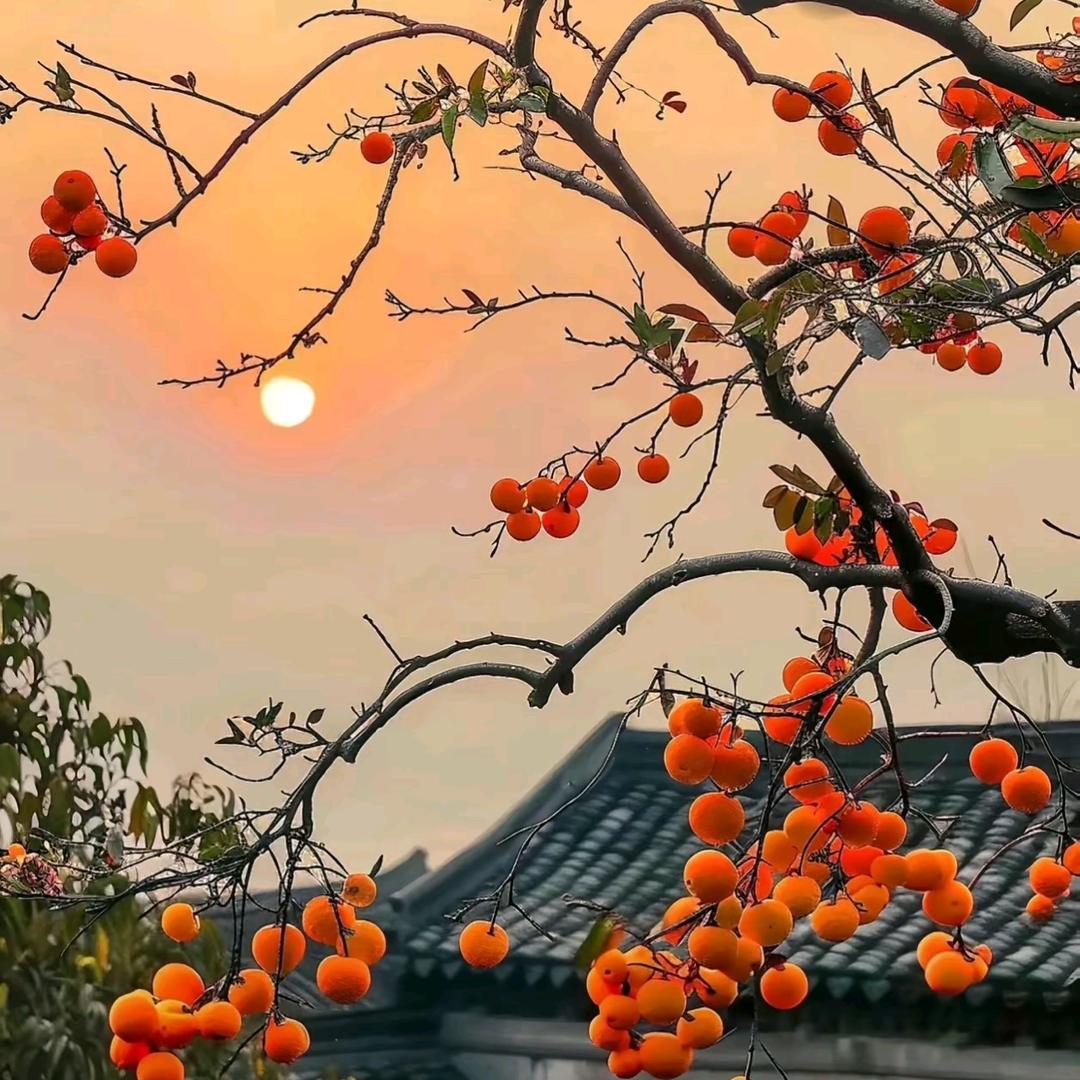 龙乡人