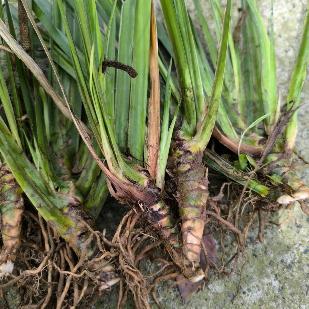 收购石菖蒲