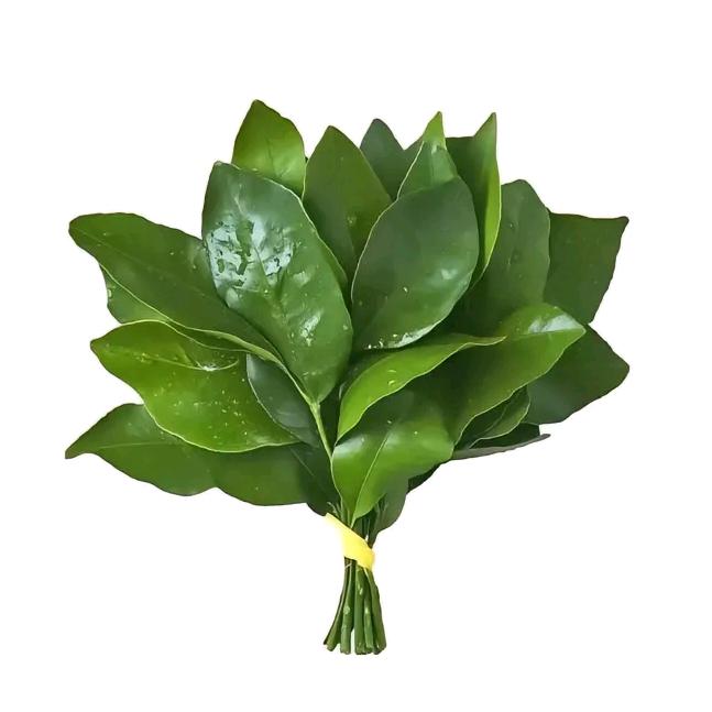 小 🍊没烦恼