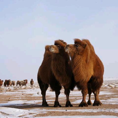 东升庙高新牛羊驼肉铺