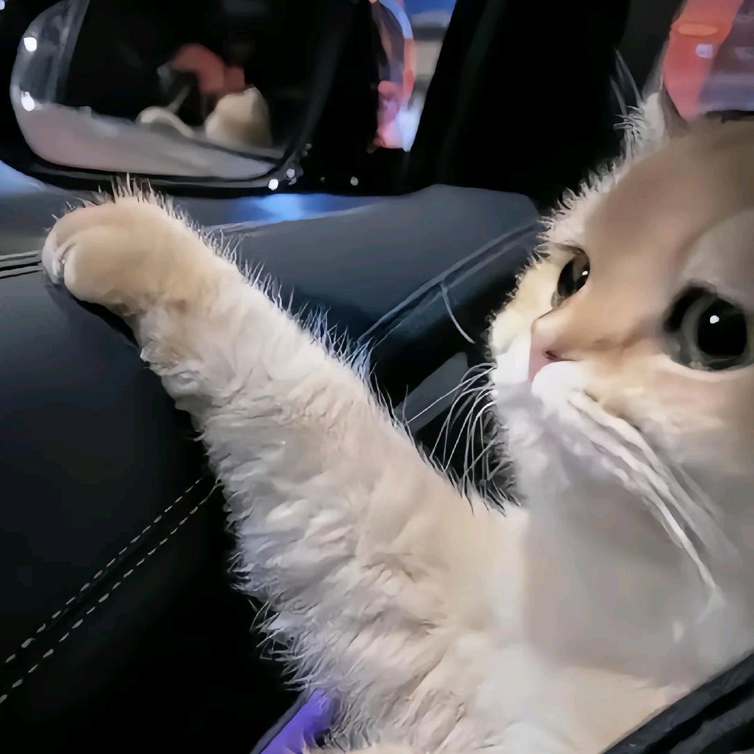 猫咪宝贝