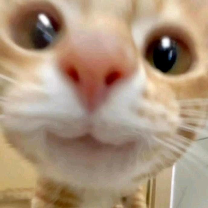 逗号🦊