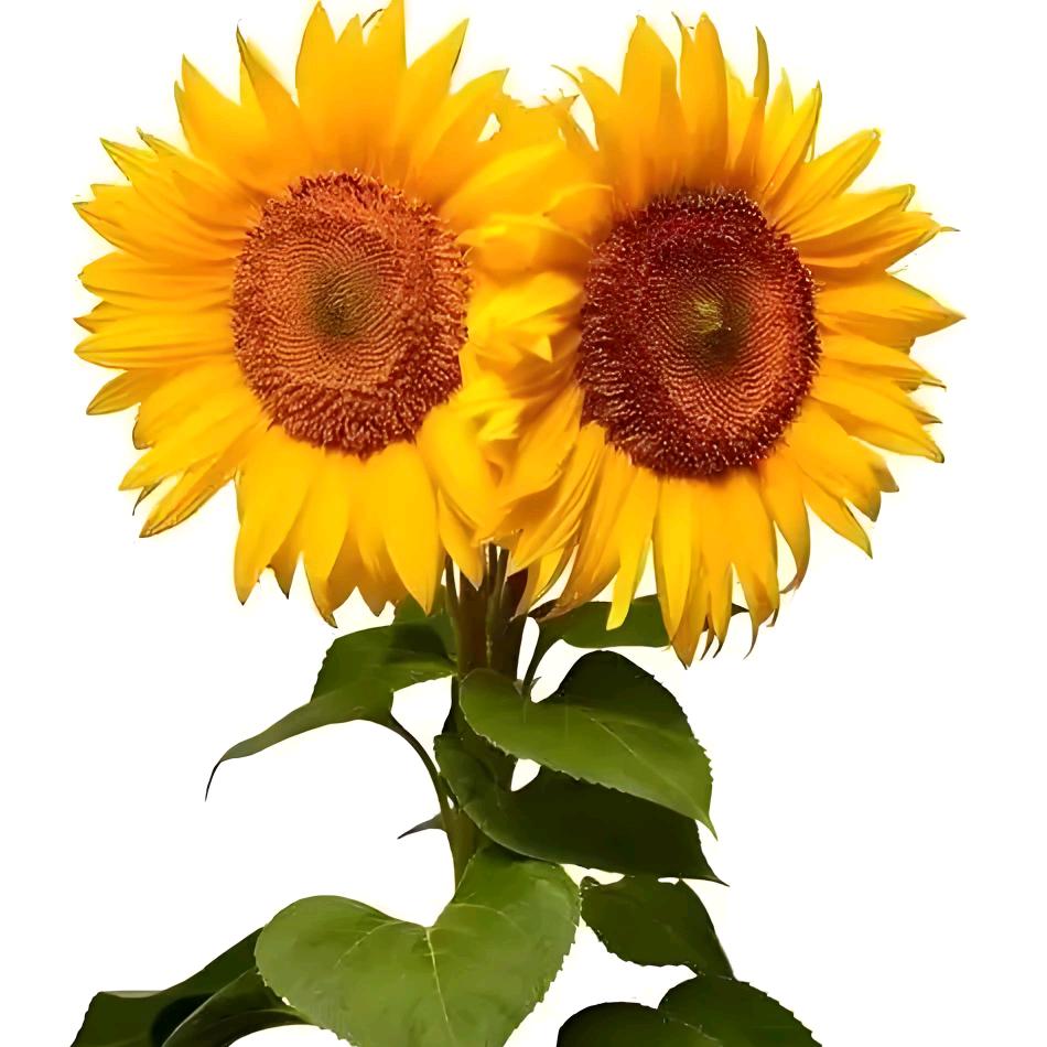 小福袋🌻
