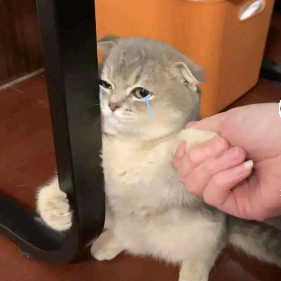 小🐱猫
