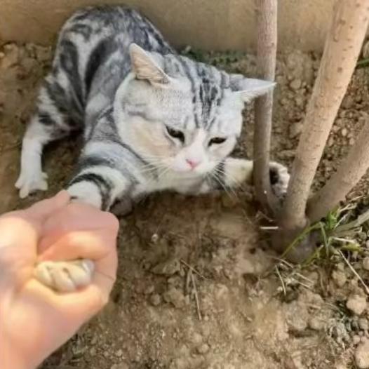 追风的善变老猪