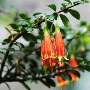 腾冲市一抹春天花卉店