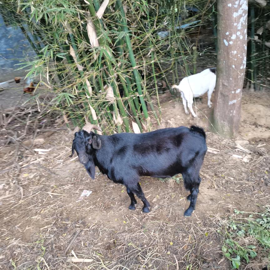 羊肉批发(黑山羊收售)