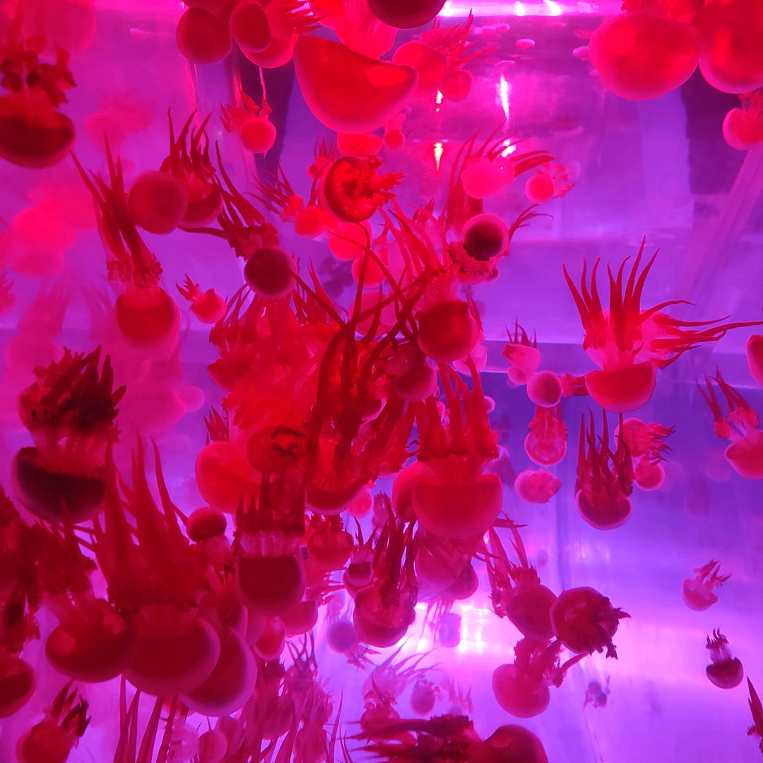 小魚