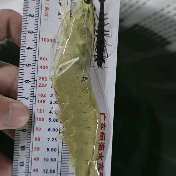 养虾那些事