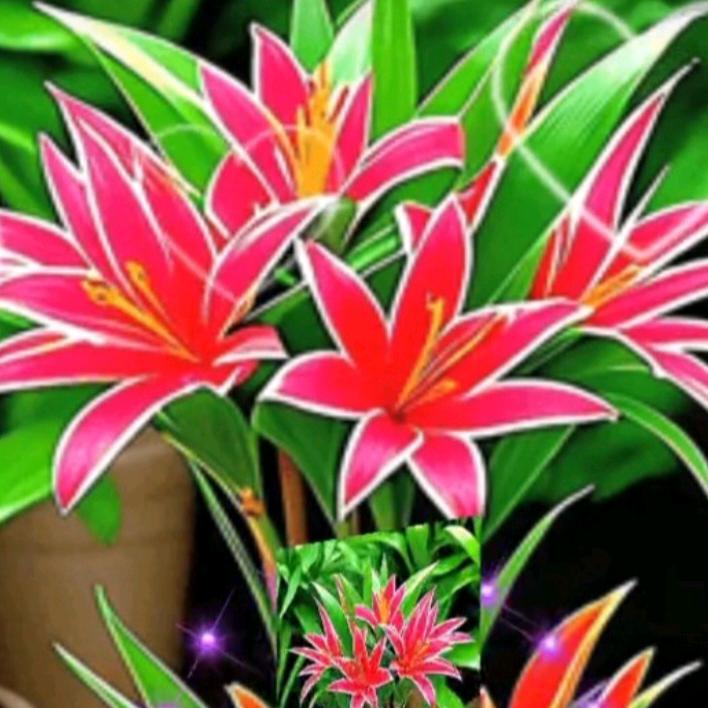 美好未来🌴🌴🌴🌷🌷🌷