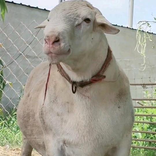 专业培育精品大体型绵羊