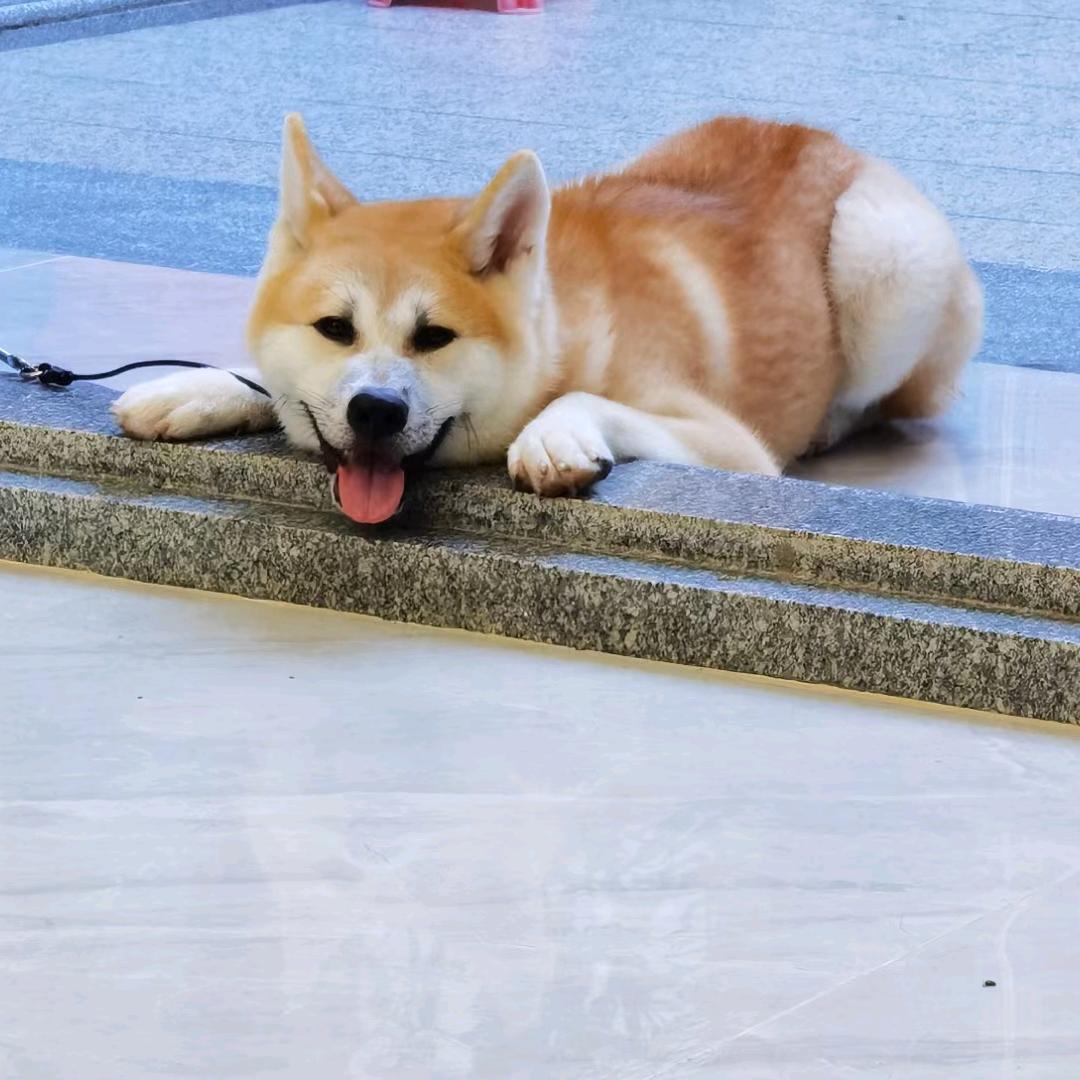 吖柠檬