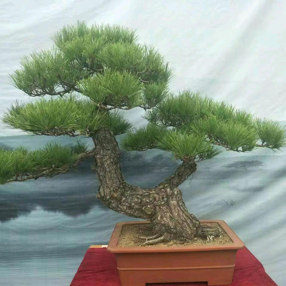 繁花