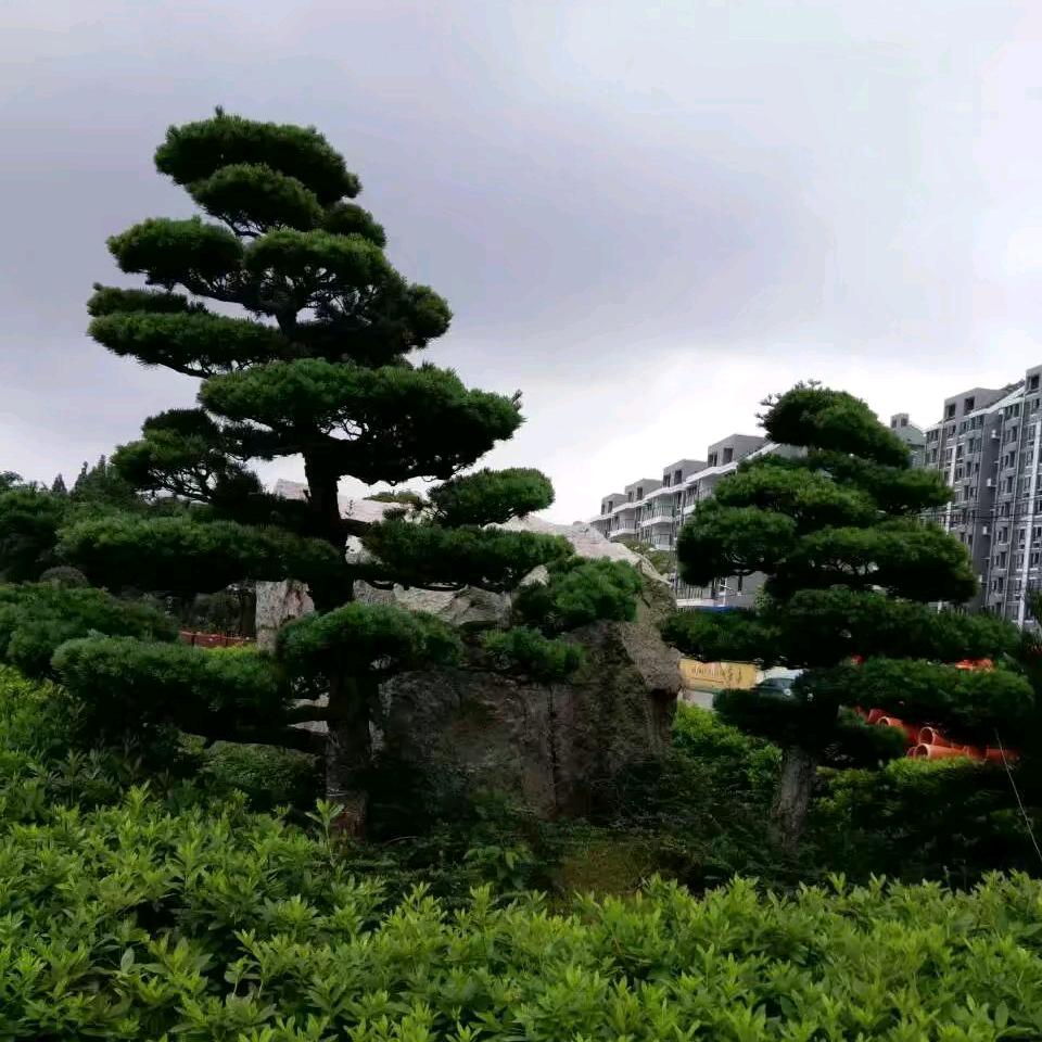 宁静致远