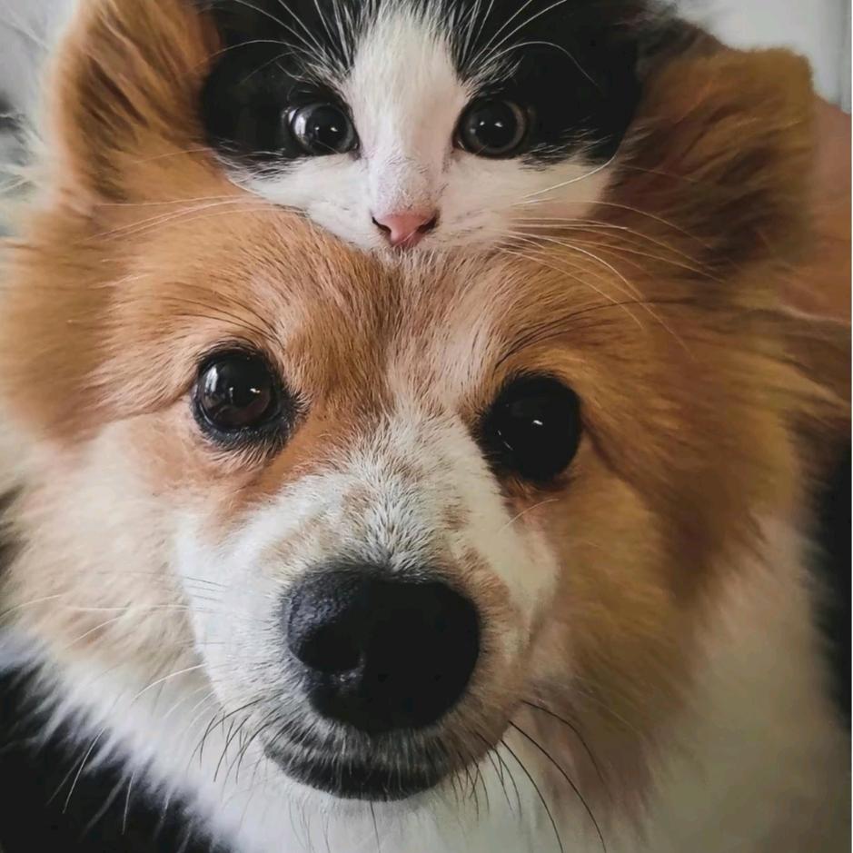 给它一个家🌞