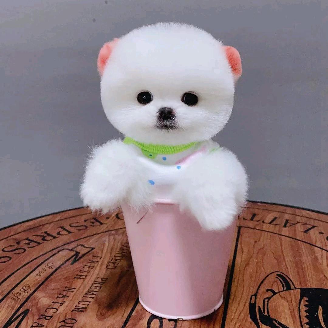 聚福博美茶杯犬