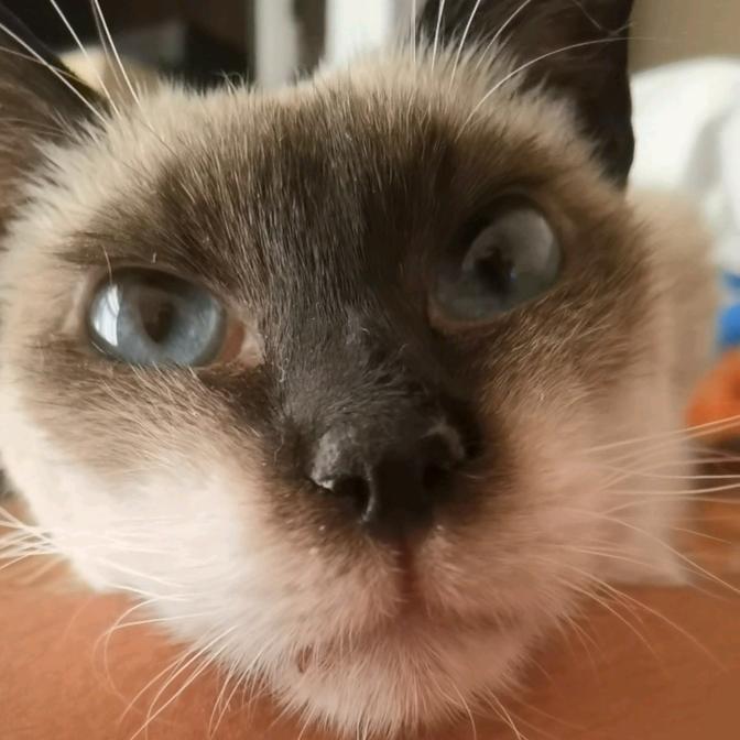 李小猫
