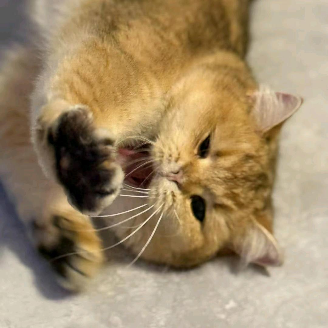 新手出租窝养猫记