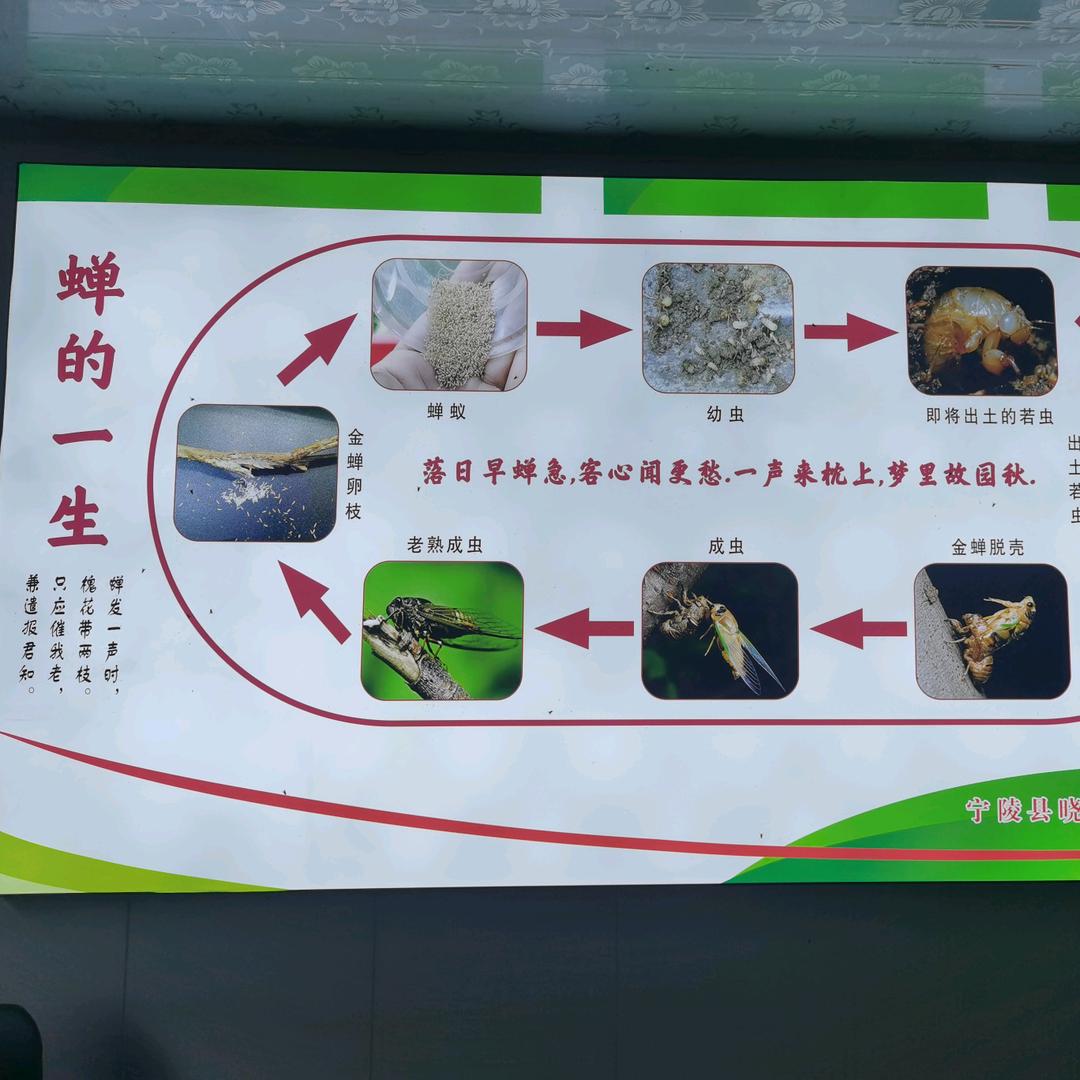金蝉养殖     晓华