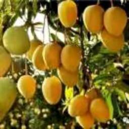 🇨🇳中国丽江芒果哥🇨🇳