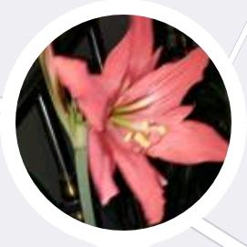 夕