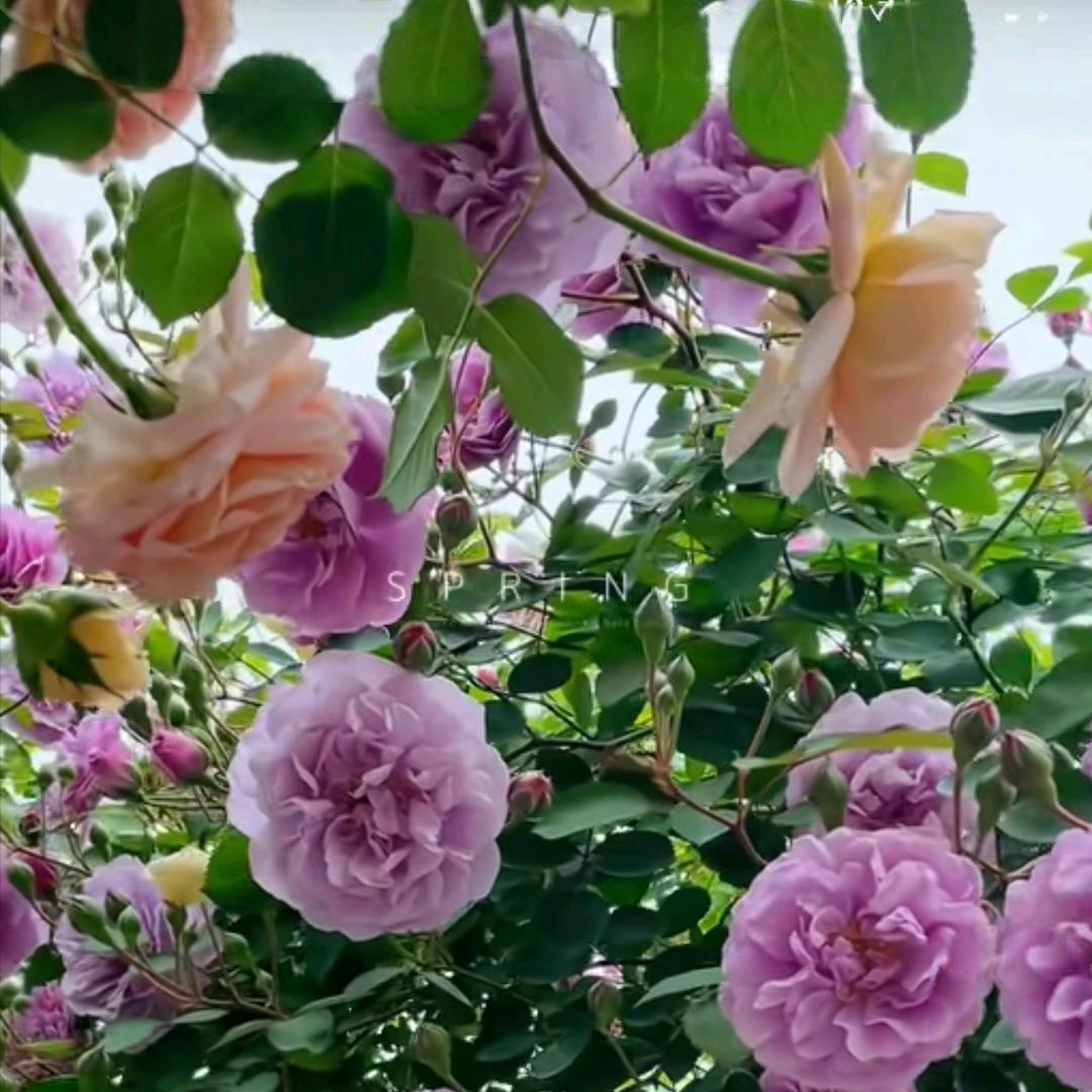 紫薇花儿