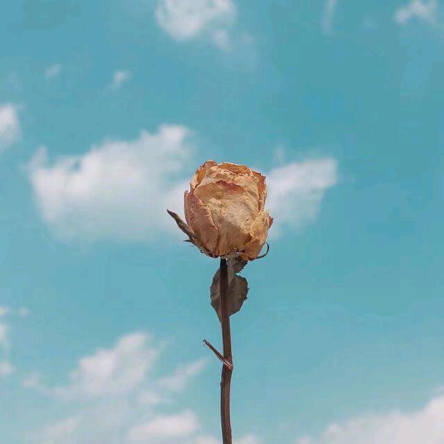 ✨月儿₍˄·͈༝·͈˄*₎◞ ̑̑