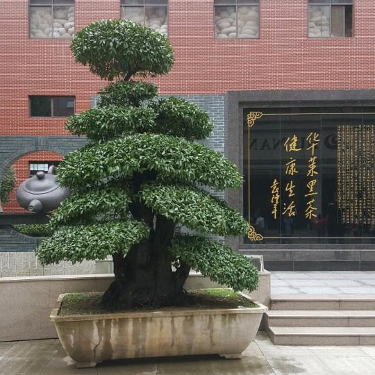 现实