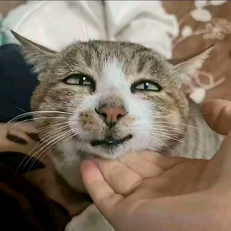 猫猫