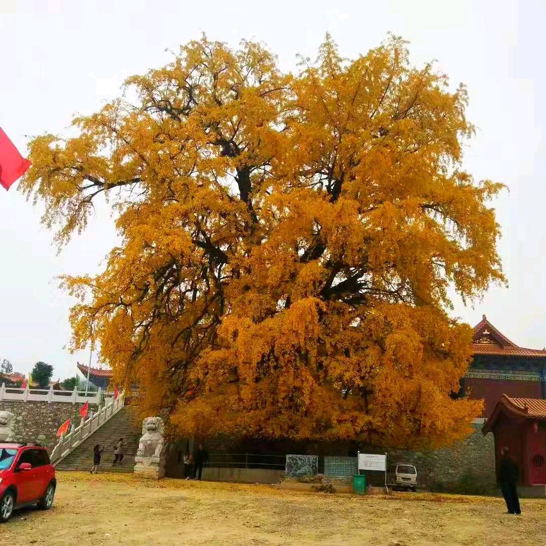 Miandui