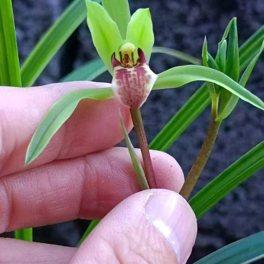 小苹果
