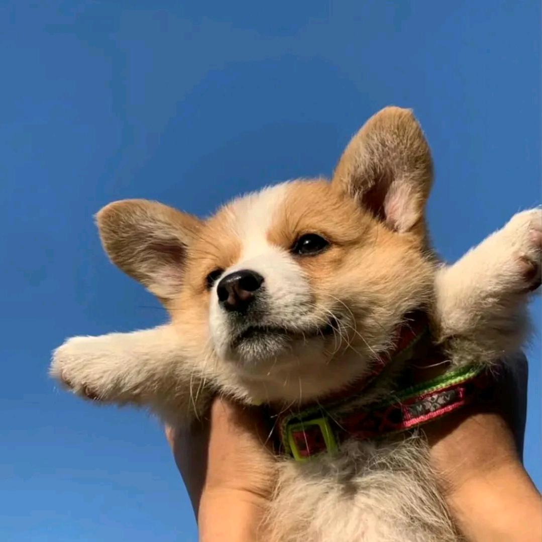 发财梦
