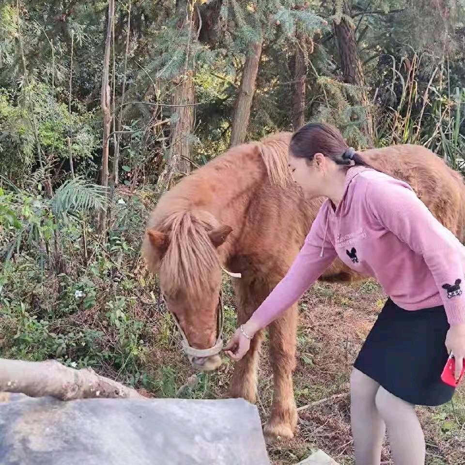 玉玉如意