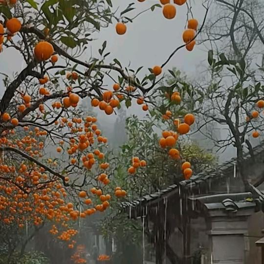 @心已累，梦已碎