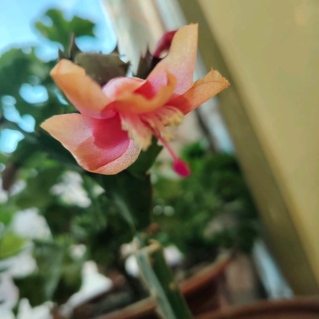 一梦千寻