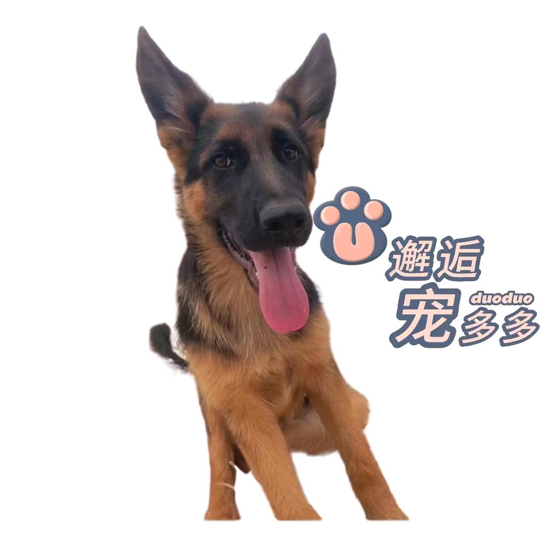 A邂逅萌宠队