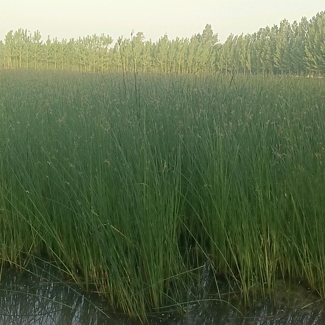雨润水生植物种植基地