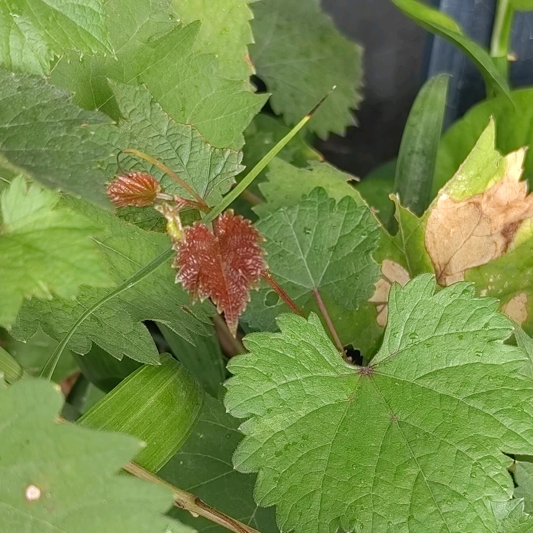 玛尼瑜伽__蒙蒙老师