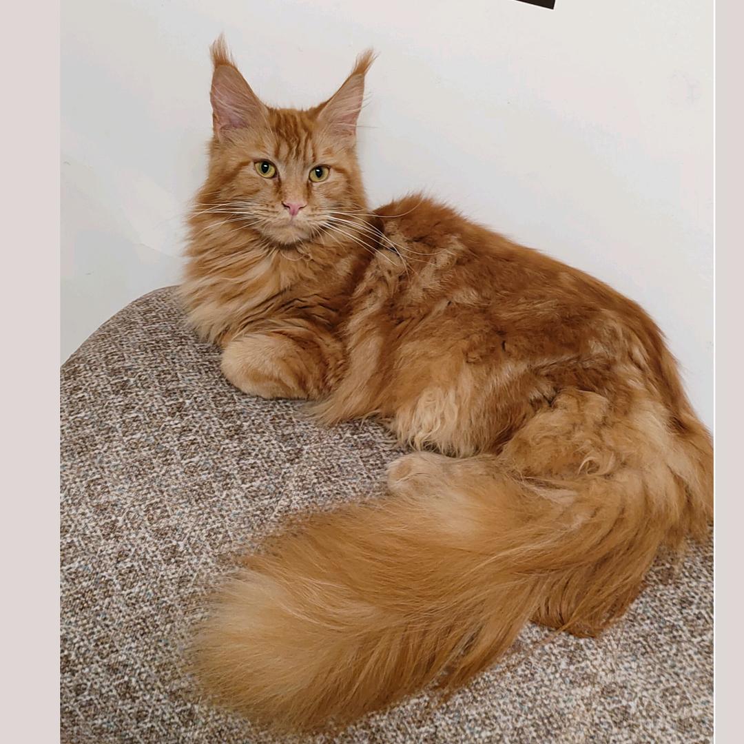 小王爷是缅因猫