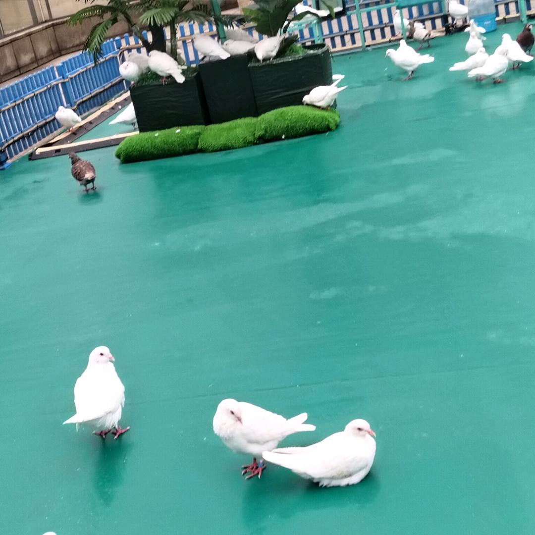 夏夏