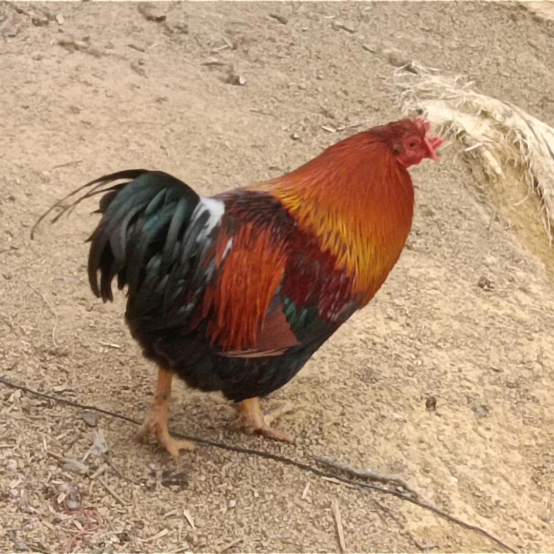 五指山黎母本地小种鸡