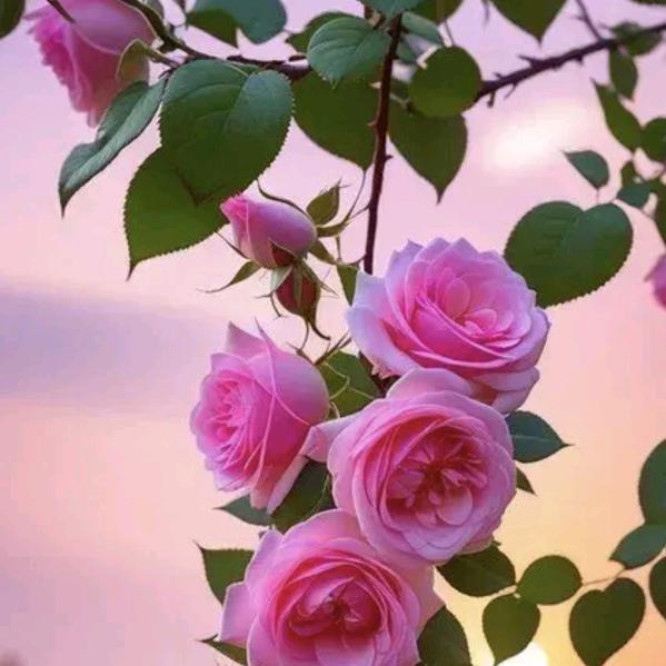 🌸萍儿