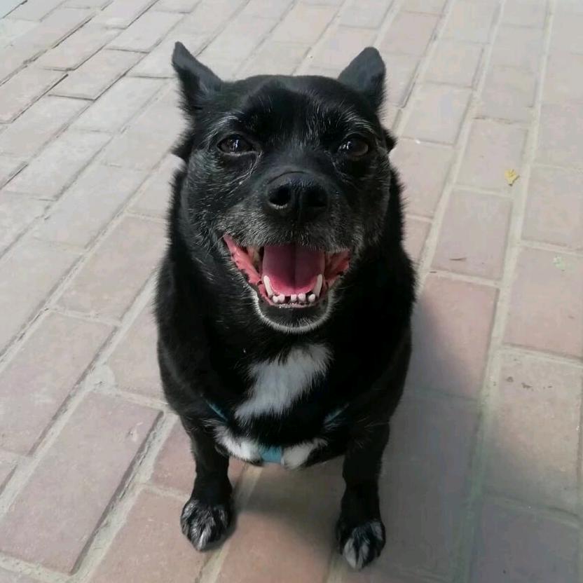 一只叫“小兔子”的狗