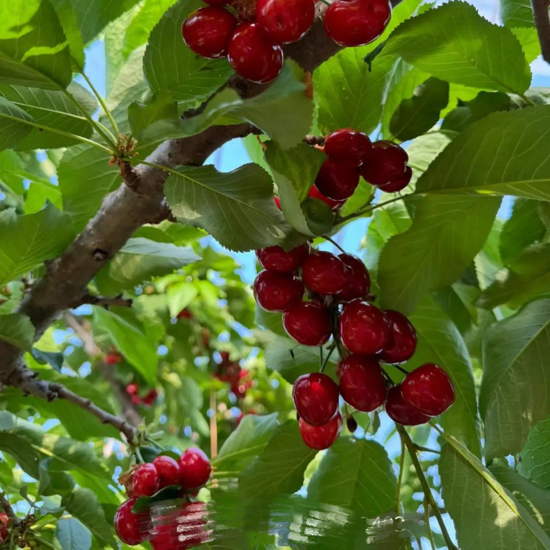 果然甜🍒大樱桃🍒采摘园