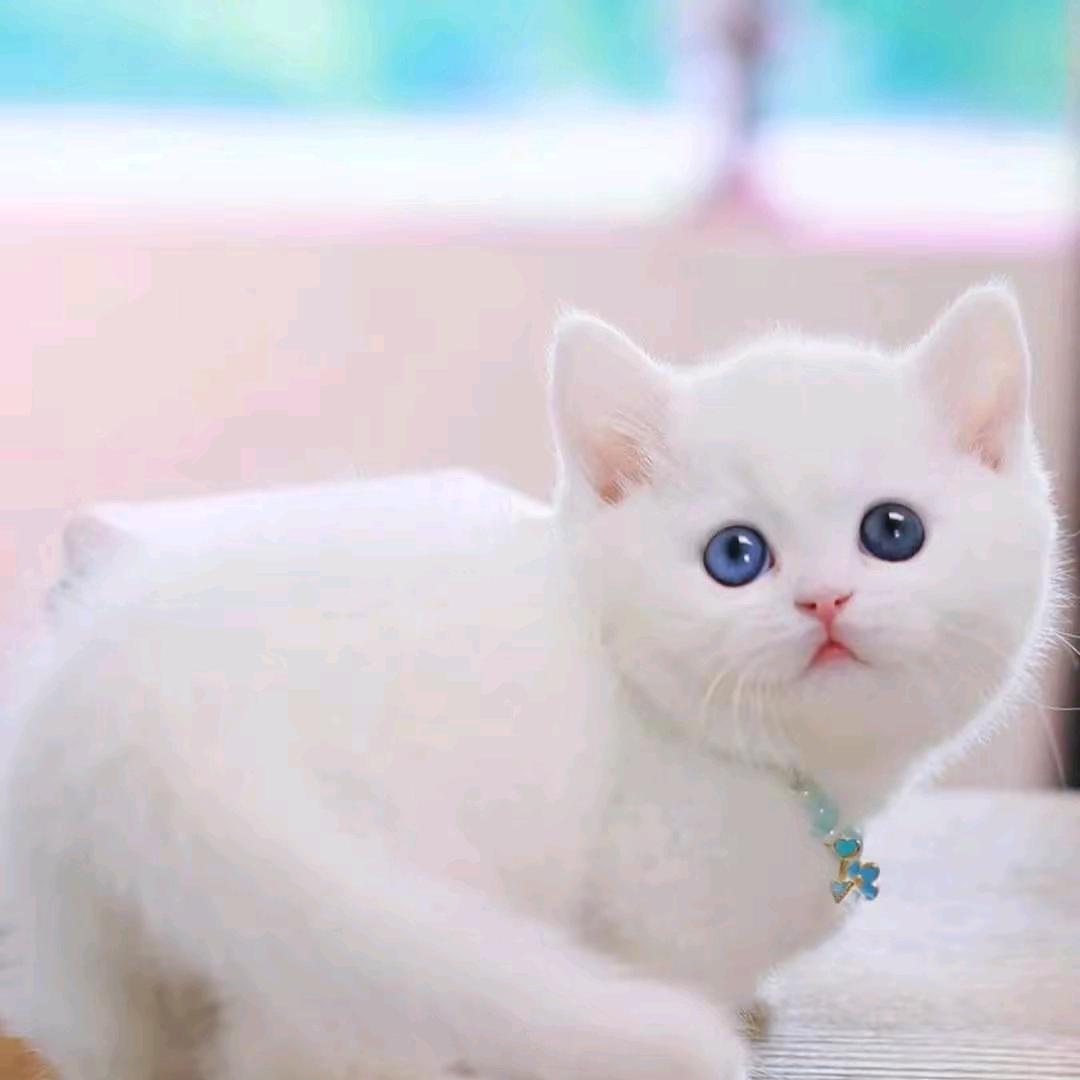 虎榜