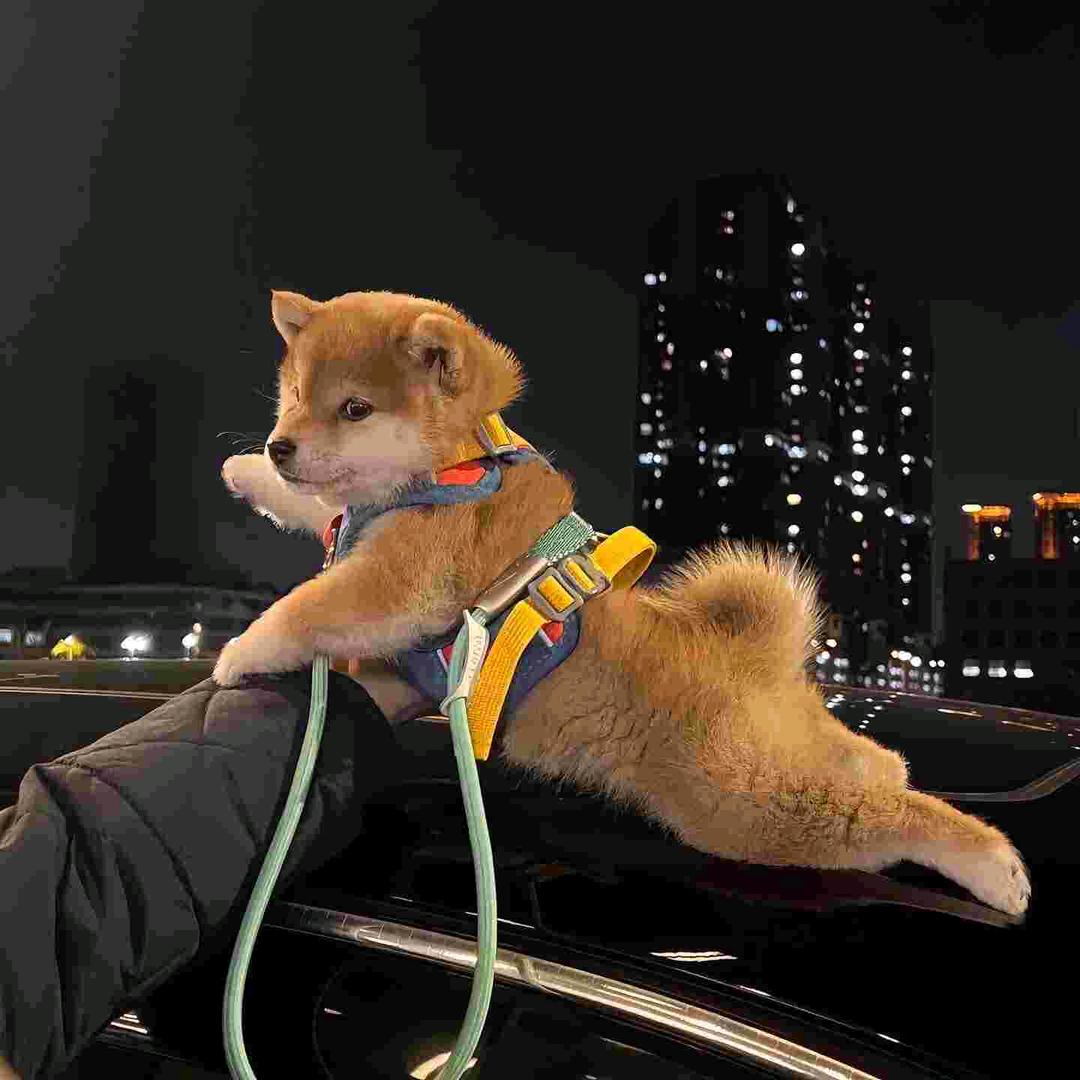 你好